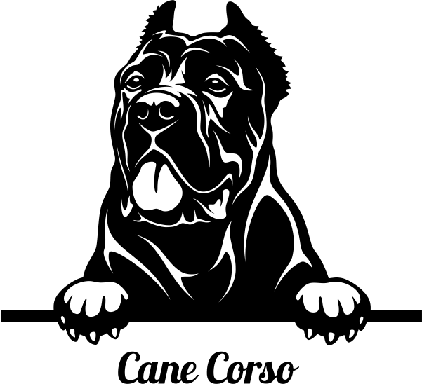 cane corso peeking dog decal